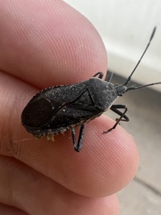 Anasa tristis