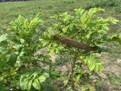 Tropidacris collaris