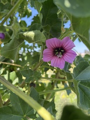 Malva arborea