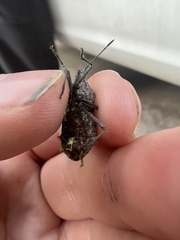 Anasa tristis