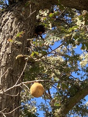 Andricus quercuscalifornicus