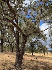 Quercus × jolonensis