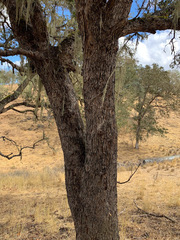 Quercus × jolonensis