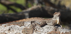 Anolis bonairensis