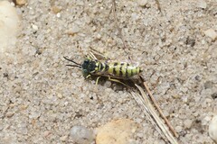 Microbembex monodonta