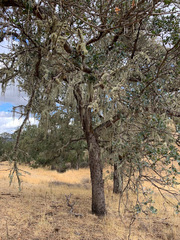 Quercus × jolonensis