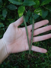 Centrosema arenicola