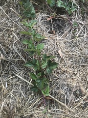 Rubus ursinus
