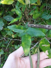 Centrosema arenicola