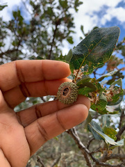 Quercus × jolonensis