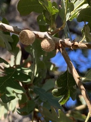 Burnettweldia washingtonensis