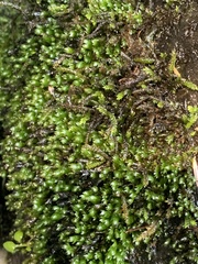 Fissidens ventricosus