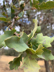 Quercus × jolonensis