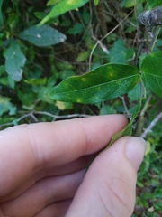 Centrosema arenicola