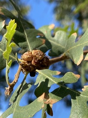 Disholcaspis eldoradensis
