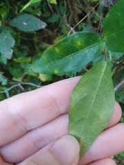 Centrosema arenicola