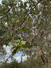 Quercus × jolonensis