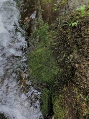 Fissidens ventricosus