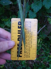 Centrosema arenicola