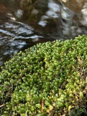Fissidens ventricosus