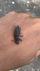 Tenebrio obscurus
