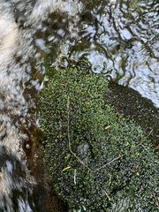 Fissidens ventricosus