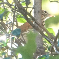 Hylocichla mustelina