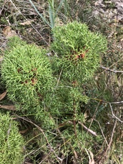 Isopogon ceratophyllus
