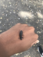 Tenebrio obscurus