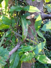 Centrosema arenicola