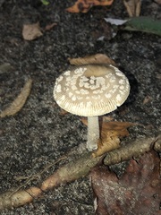 Amanita rhacopus