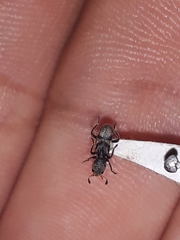 Enoclerus zacryptoceroides