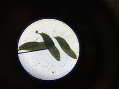 Fissidens ventricosus