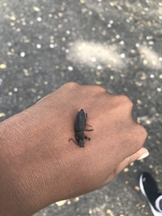 Tenebrio obscurus