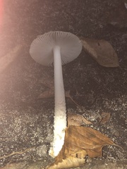 Amanita rhacopus