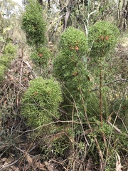 Isopogon ceratophyllus