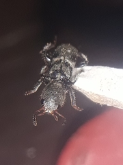 Enoclerus zacryptoceroides