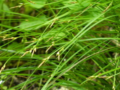 Carex geyeri