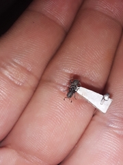 Enoclerus zacryptoceroides