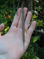 Centrosema arenicola