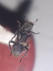 Enoclerus zacryptoceroides