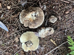Russula densifolia