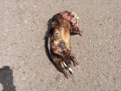 Didelphis albiventris