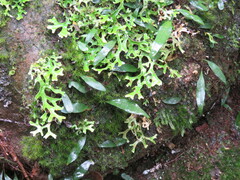 Lobariaceae