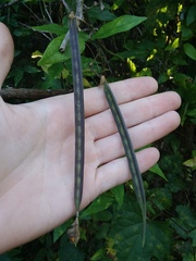 Centrosema arenicola