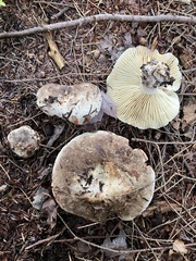 Russula densifolia