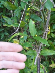 Centrosema arenicola