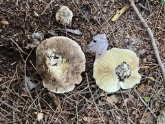 Russula densifolia