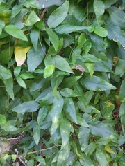 Centrosema arenicola