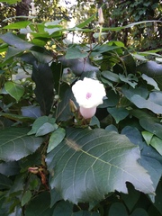 Ipomoea pandurata